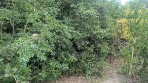 Prime Farmland for Sale in Witu