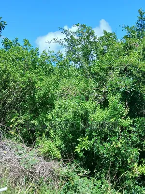 5 Acres Farmland for Sale in Malindi Boreshingwaya