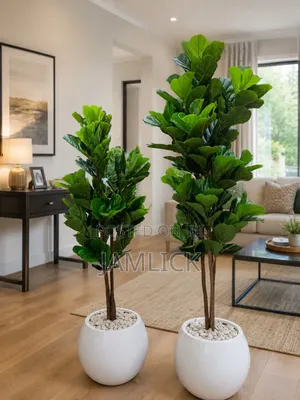 Fiddle Leaf Fig Plant with Vase