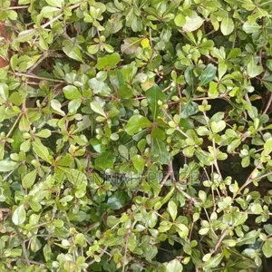 Terminalia Mantaly Seedlings (Madagascar Almond)