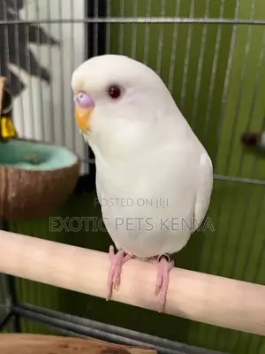 Albino/Lutino Budgies