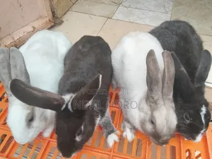 Mature Male Rabbits for Sale - Kenyatta Road, Juja