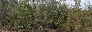 Hekta 45.5 za Ardhi Bora ya Kilimo kwa Mauzo - Kilifi