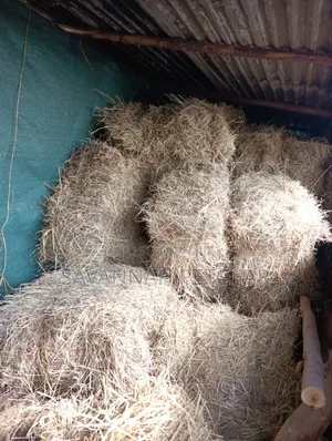 Boma Rhodes Nyasi Kavu Bale Mraba