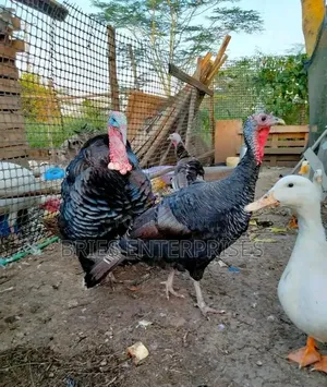 Male Turkeys for Meat