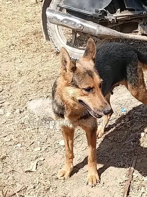Purebred German Shepherd Female - 1.2 Years Old