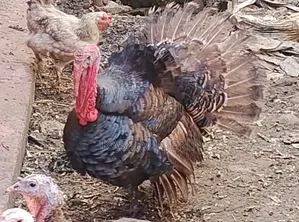 Mature Turkeys for Sale