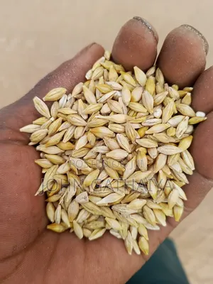Alpha Foods Grade One Barley