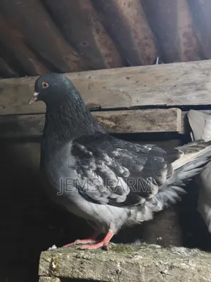 Mature French Mondain Pigeons Breeding Pair