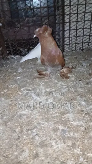 Njiwa Dume Mkulima Mzima
