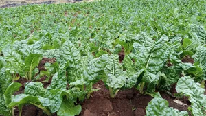 2.5 Acres Farmland in Murunyu, Nakuru - KES 2.5M Each