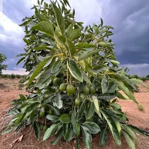 Hass Avocado Seedlings - Large Size