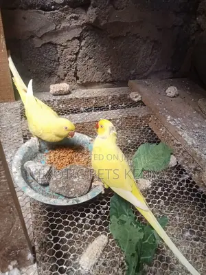 Yellow Ringneck Parrots - Breeding Pair