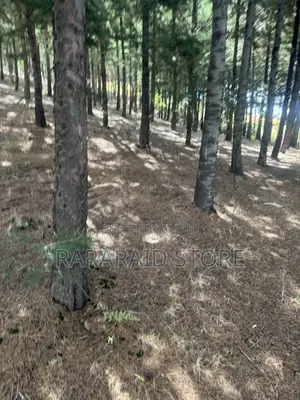 1000 Cyprus Trees on 2.5 Acres