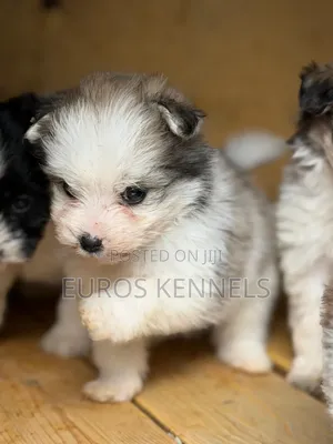 Kizuka Mwanamke Havanese Safi (Miezi 1-3)
