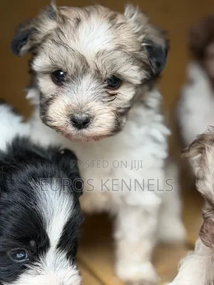 Vimbiwa Havanese (Miezi 1-3)