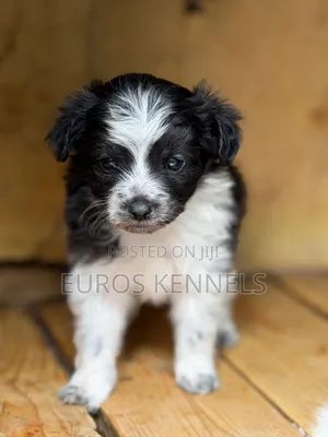 Mbwa Mchanga wa Havanese Safi - Kiume Miezi 1-3