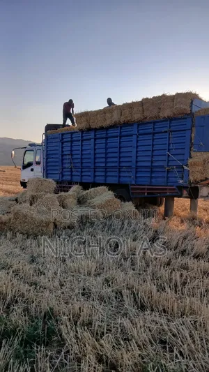 Boma Rhodes, Majani ya Shayiri, Majani ya Ngano