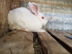 Hybrid Rabbits for Breeding/Slaughter (Male)