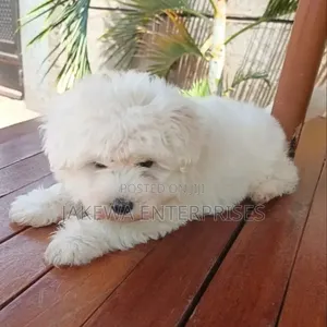 Mbwa Mwanamaume Havanese Safi - Miezi 1-3