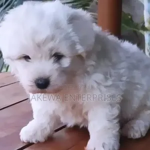 Mbwa Mwanamaume Havanese Safi - Miezi 1-3