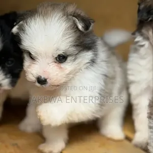 Kinda Safi ya Kike ya Havanese (Miezi 1-3)