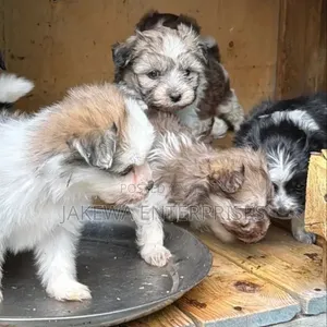 Mbwa Mwanama Havanese Safi - Miezi 1-3