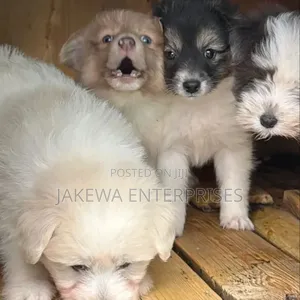 Mbwa Mwanamafu Mwenye Asili ya Havanese - Miezi 1-3