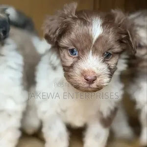 Purebred Havanese Puppy (1-3 Months)