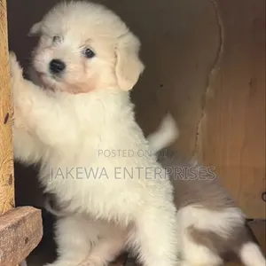 Kinda cha Havanese Safi (Miezi 1-3)