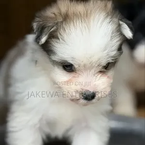 Kinda cha Havanese Mwenye Safi wa Kike (Miezi 1-3)