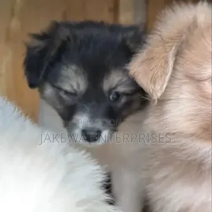 Kinda Safi cha Havanese - Mume wa Miezi 1-3