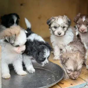 Kitufe cha Havanese Mwenye Usafi wa Kike (Miezi 1-3)