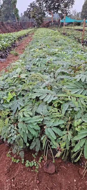 Calliandra Seedlings for Sale