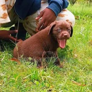 Male Purebred Labrador Retriever Puppy (1-3 Months)