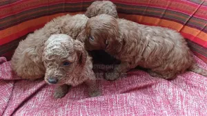 Pooch wa Poodle Safi - Miezi 0-1