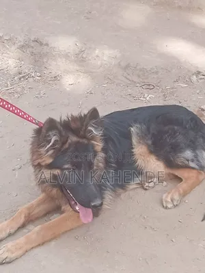 3-6 Month Female Purebred German Shepherd Puppy