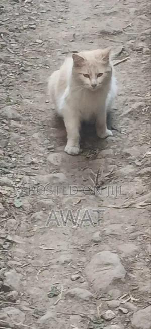 3-6 Month Male Purebred Ragdoll Kitten
