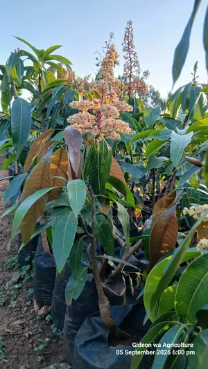 Apple Mango Mche - Unachipua Maua