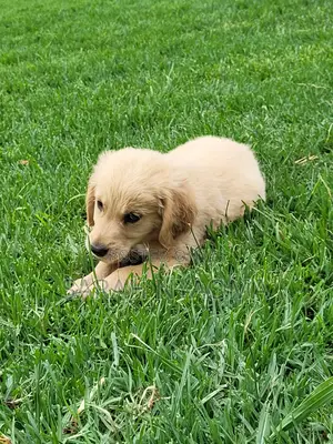 Purebred Golden Retriever Puppies (1-3 Months)