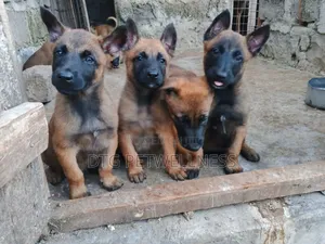 3-6 Month Male Purebred Belgian Malinois Puppy