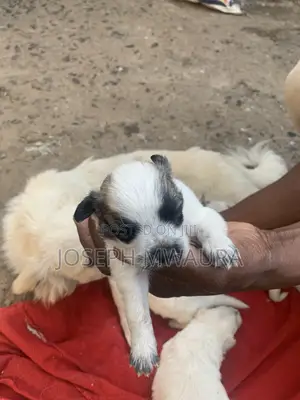 0-1 Month Female Purebred Japanese Spitz Puppy