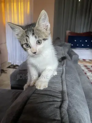 Female Mixed Breed American Shorthair Kitten