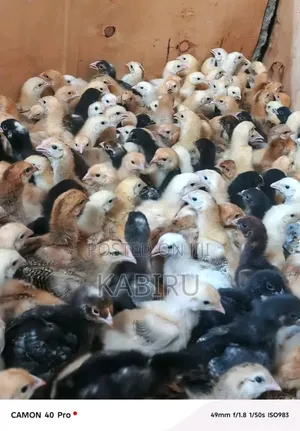 Improved Kienyeji Chicks (1 Day & 1 Month Old)