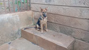 Mbwa Mwanama wa German Shepherd Safi - Miezi 5