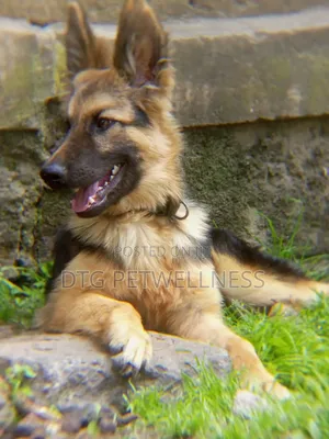 Purebred German Shepherd Puppy, 3-6 Months