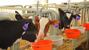 Vitambulisho Vikubwa vya Masikio ya Ng'ombe - Wenye Namba