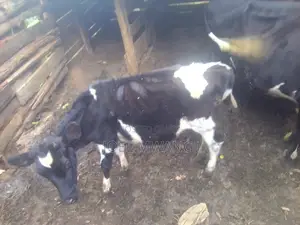 Ng'ombe Mwenye Umri wa Mwaka Mmoja na Miezi Minne