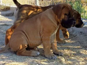 Purebred Boerboel Puppy - 1-3 Months Male