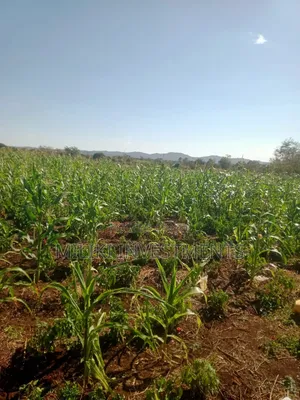 Eneo la Eka 3 kwa Ajili ya Kuuzwa Murang'a - Mirira